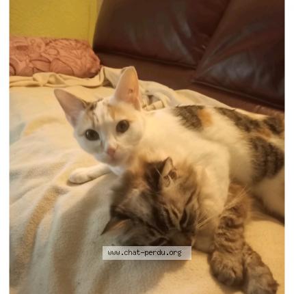 Foto 1/1 Pimprenelle Chat perdido en Ambares