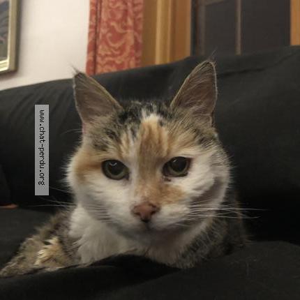 Foto 1/1 Gato encontrado Encontrado en Cresuz