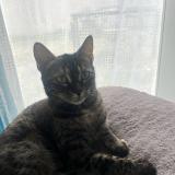 Foto del gato perdido en Le Peage De Roussillon