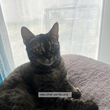 Foto 1/1 Nounie Chat perdido en Le peage de roussillon