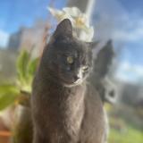 Foto del gato perdido en Kerlouan