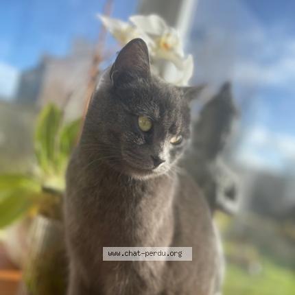 Foto 1/1 Bulle Chat perdido en Kerlouan