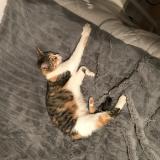 Foto del gato perdido en Limay