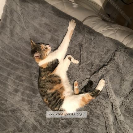 Foto 1/4 Roxy Chat perdido en Limay