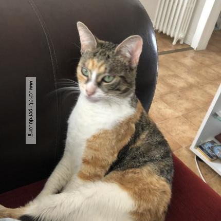 Foto 2/4 Roxy Chat perdido en Limay