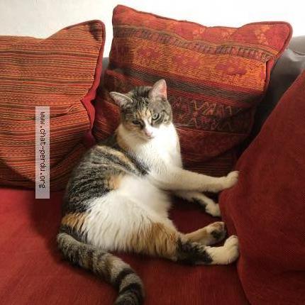 Foto 3/4 Roxy Chat perdido en Limay