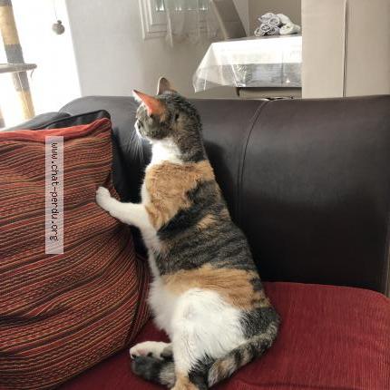 Foto 4/4 Roxy Chat perdido en Limay