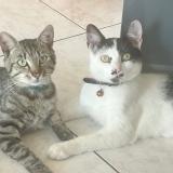 Foto del gato perdido en Mouguerre