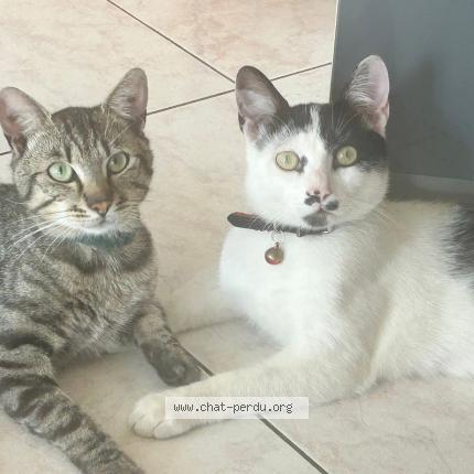 Foto 1/1 Boubou Chat perdido en Mouguerre