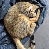 Foto del gato perdido en La Tremblade