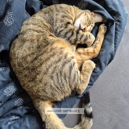 Foto 1/1 Lumpia Chat perdido en La tremblade