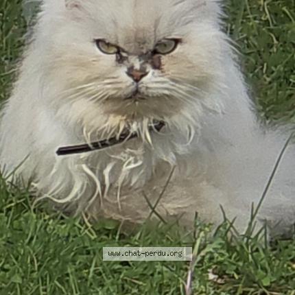 Foto 1/1 Maja Chat perdido en Savignac