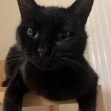 Foto del gato perdido en Hoenheim