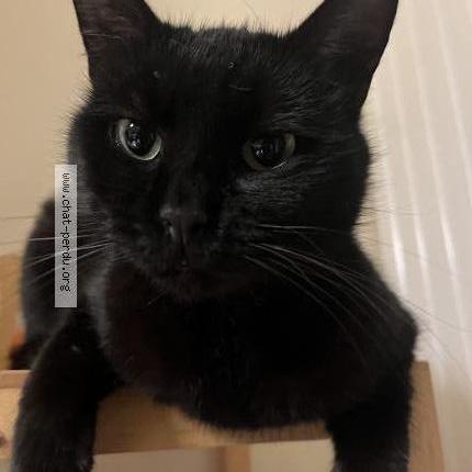 Foto 1/2 Kiri Chat perdido en Hoenheim