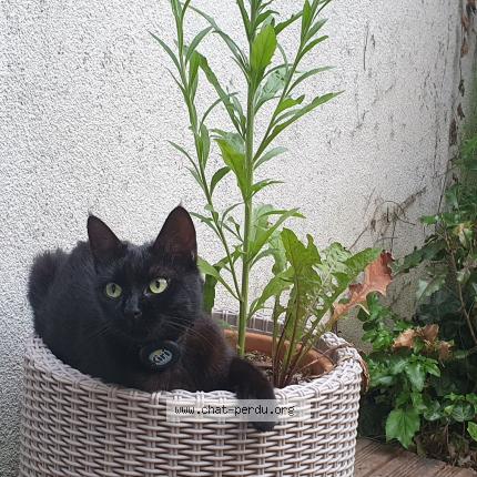 Foto 2/2 Kiri Chat perdido en Hoenheim