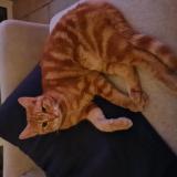 Foto del gato perdido en Panilleuse