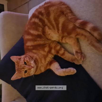Foto 1/1 Simba Chat perdido en Panilleuse