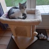 Foto del gato perdido en Verrieres En Anjou