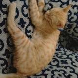 Foto del gato perdido en Faisalabad