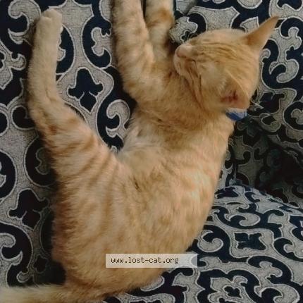 Foto 1/1 Sheru Chat perdido en Faisalabad