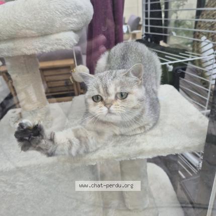 Foto 1/1 Minoche Chat perdido en Le blanc mesnil