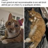 Foto del gato perdido en Montauban