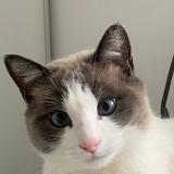 Foto del gato perdido en Saint Ave