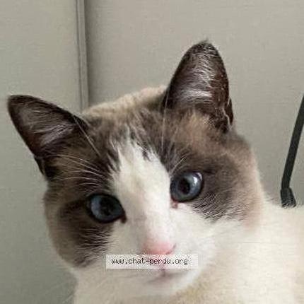 Foto 1/1 Gratouille Chat perdido en Saint ave