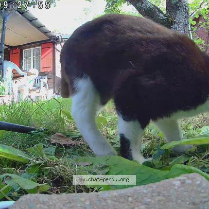 Foto 1/1 Gato encontrado Encontrado en 1203 geneve