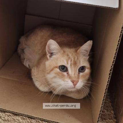 Foto 1/1 Padchat Chat perdido en Marcy l etoile