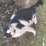 Foto de gato encontrado en Quievrechain