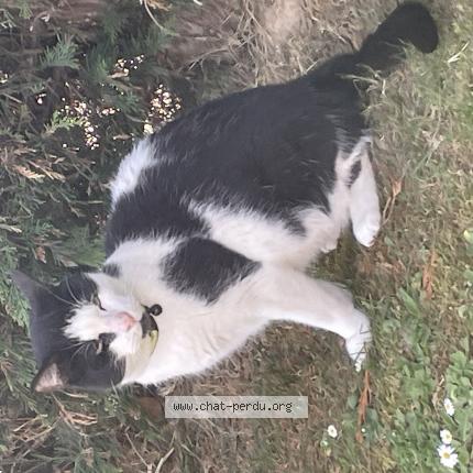 Foto 1/1 Gato encontrado Encontrado en Quievrechain