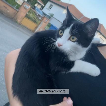 Foto 1/1 Gato encontrado Perdido en Richwiller