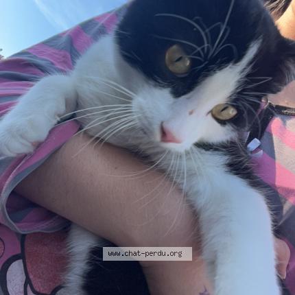 Foto 1/1 Gato encontrado Perdido en Richwiller