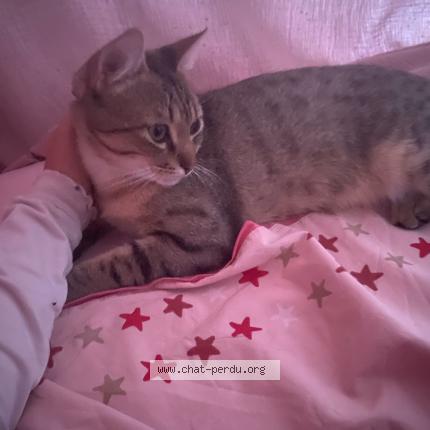 Foto 1/1 Simba Chat perdido en Salon de provence