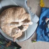 Foto del gato perdido en Roeschwoog