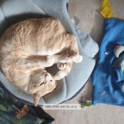 Foto 1/1 Felix Chat perdido en Roeschwoog