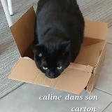 Foto del gato perdido en Fismes