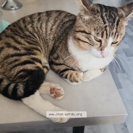 Foto 1/1 Bunjouk Chat perdido en Biesheim