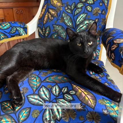 Foto 1/1 Simba Chat perdido en Cholet