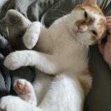 Foto del gato perdido en Donnemarie Dontilly