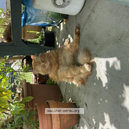 Foto 1/1 Simba Chat perdido en Ambares et lagrave