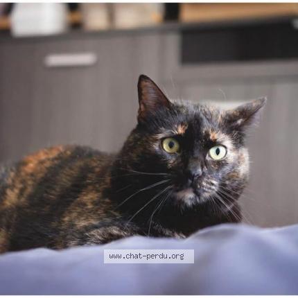 Foto 1/1 DYNA Chat perdido en Piolenc