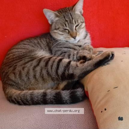 Foto 1/1 Vctor Chat perdido en Soullans