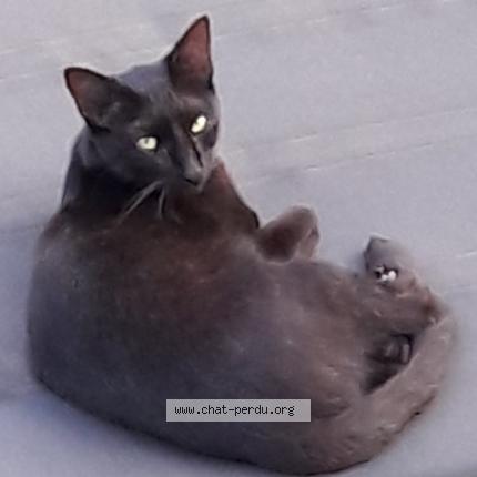 Foto 1/1 Guizmo Chat perdido en L union