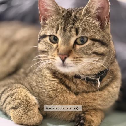 Foto 1/1 mursik Chat perdido en Chelles