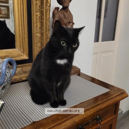 Foto 1/1 Belle Chat perdido en Premilhat