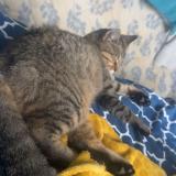 Foto del gato perdido en Clairac