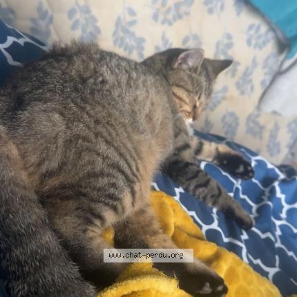 Foto 1/1 Ananas Chat perdido en Clairac