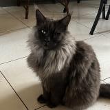 Foto del gato perdido en Arpajon